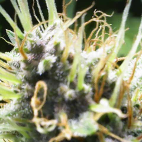 Auto Bruce Banner growlog timeline photo