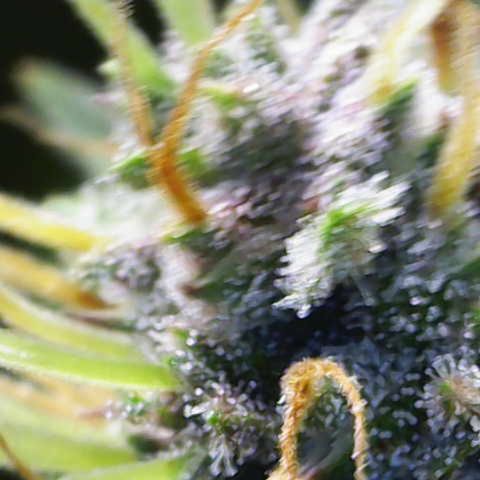 Auto Bruce Banner growlog timeline photo