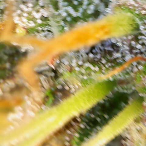 Auto Bruce Banner growlog timeline photo