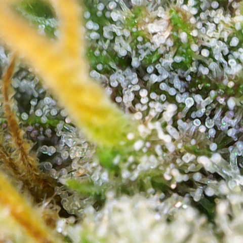 Amnesia Zkittlez Auto growlog timeline photo