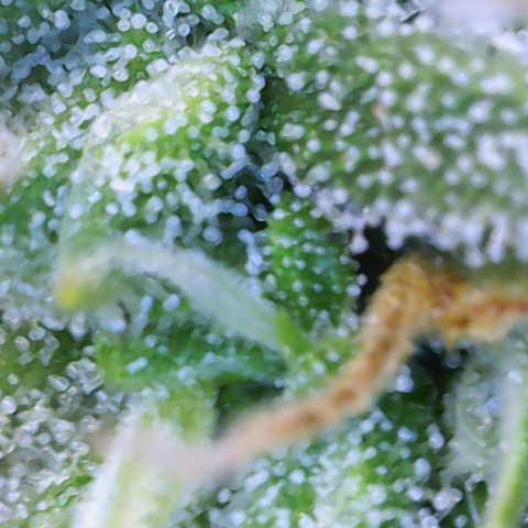Amnesia Zkittlez Auto growlog timeline photo