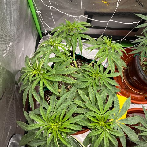 Gorilla Glue #4 growlog timeline photo