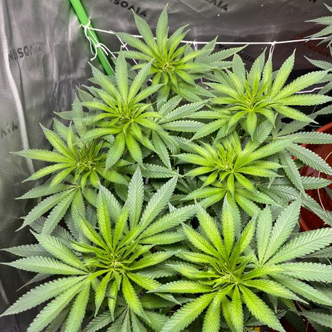 Gorilla Glue #4 growlog timeline photo