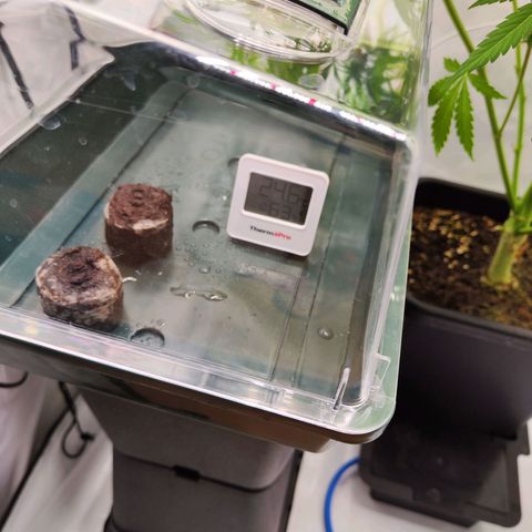 Sensi Amnesia XXL Automatic growlog photo