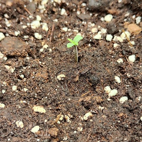 Sensi Amnesia XXL Automatic growlog photo: #1