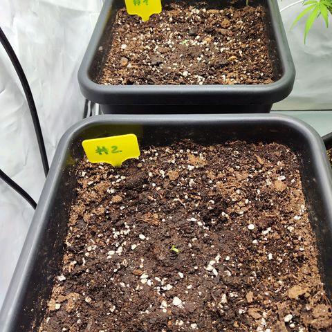 Sensi Amnesia XXL Automatic growlog timeline photo