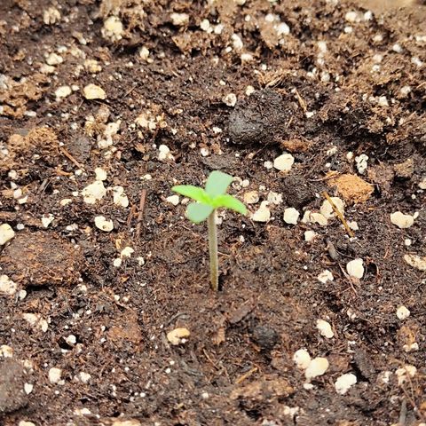Sensi Amnesia XXL Automatic growlog photo: #1