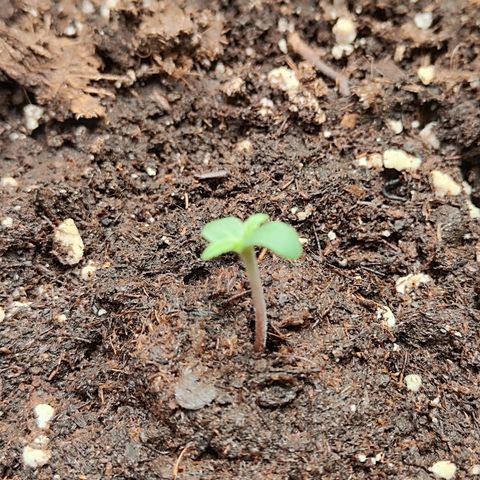 Sensi Amnesia XXL Automatic growlog photo: #2