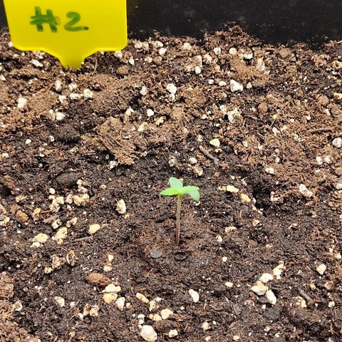 Sensi Amnesia XXL Automatic growlog timeline photo