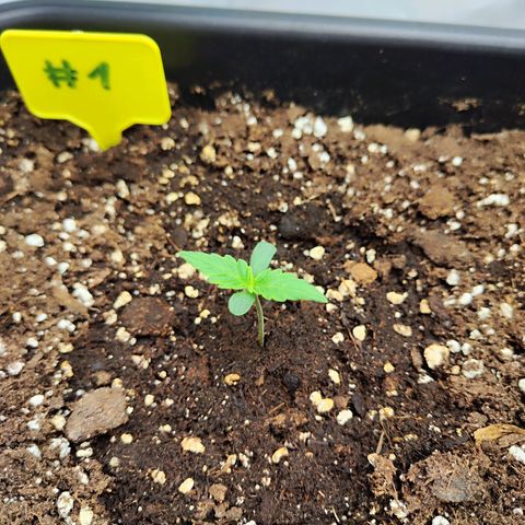 Sensi Amnesia XXL Automatic growlog timeline photo