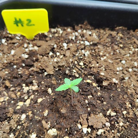Sensi Amnesia XXL Automatic growlog timeline photo