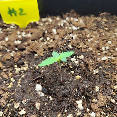 Sensi Amnesia XXL Automatic growlog timeline photo