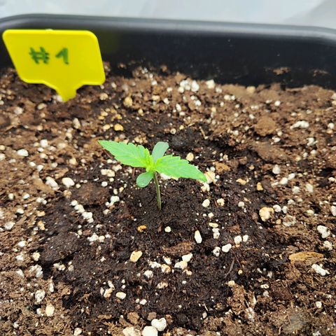 Sensi Amnesia XXL Automatic growlog timeline photo
