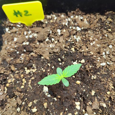 Sensi Amnesia XXL Automatic growlog timeline photo