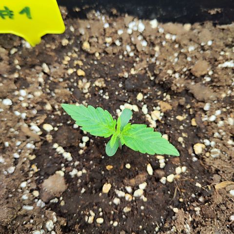 Sensi Amnesia XXL Automatic growlog timeline photo