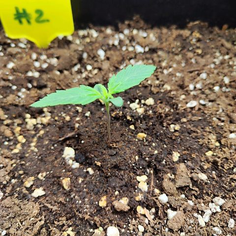 Sensi Amnesia XXL Automatic growlog timeline photo
