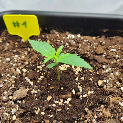 Sensi Amnesia XXL Automatic growlog timeline photo