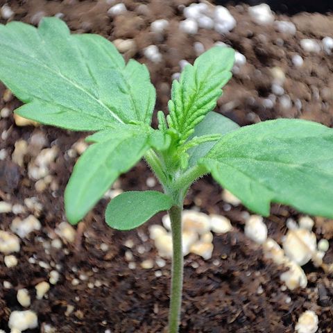 Sensi Amnesia XXL Automatic growlog photo: #1