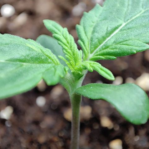 Sensi Amnesia XXL Automatic growlog photo: #2
