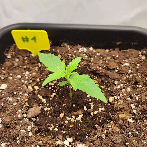 Sensi Amnesia XXL Automatic growlog timeline photo