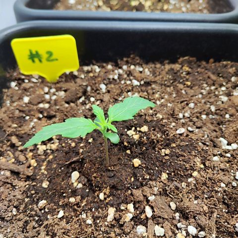 Sensi Amnesia XXL Automatic growlog timeline photo