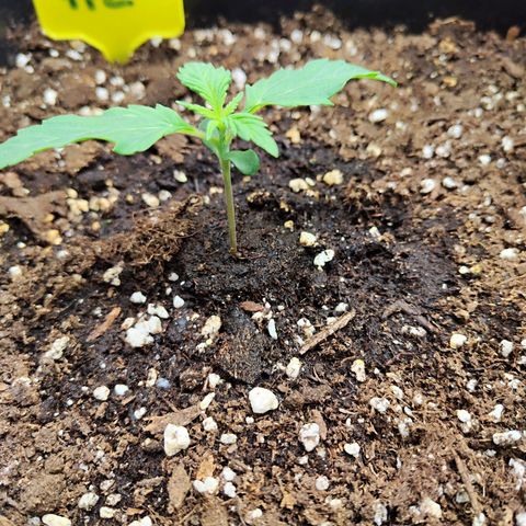Sensi Amnesia XXL Automatic growlog timeline photo