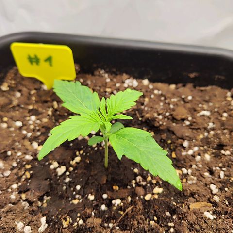 Sensi Amnesia XXL Automatic growlog timeline photo