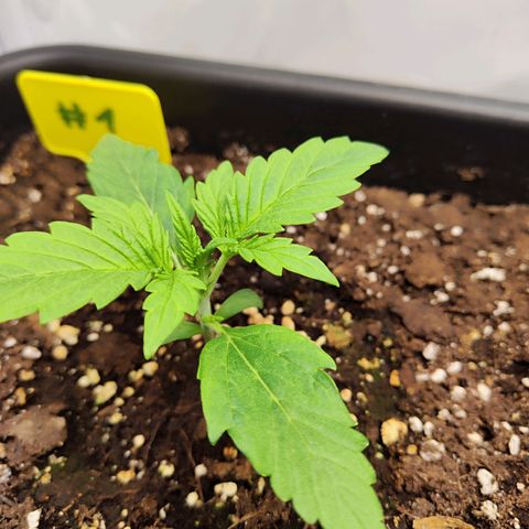 Sensi Amnesia XXL Automatic growlog timeline photo