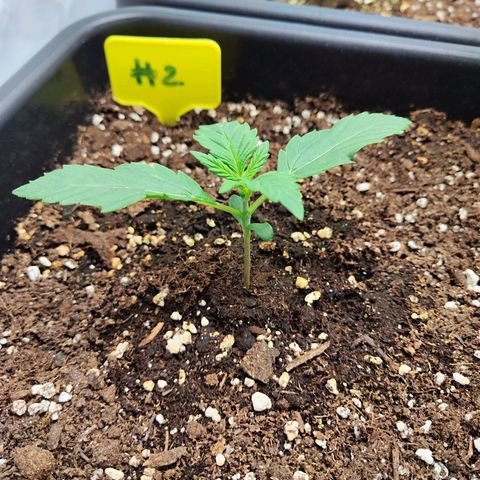 Sensi Amnesia XXL Automatic growlog timeline photo