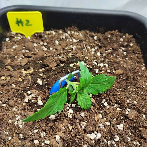 Sensi Amnesia XXL Automatic growlog photo: Erstes Training