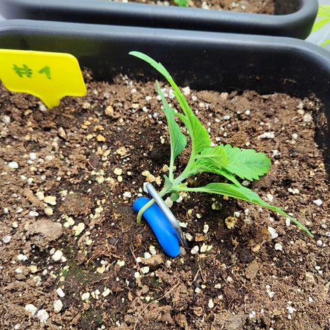 Sensi Amnesia XXL Automatic growlog photo: Erstes Training