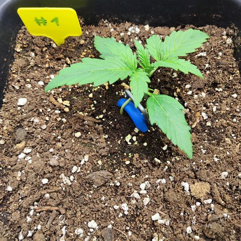 Sensi Amnesia XXL Automatic growlog timeline photo