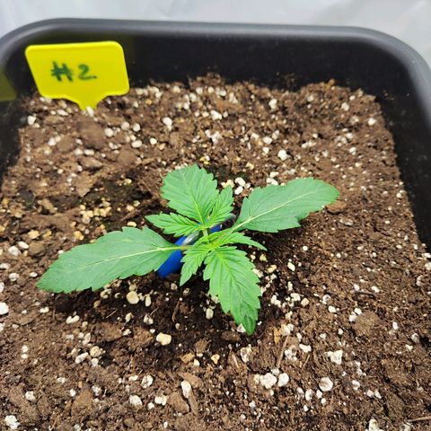 Sensi Amnesia XXL Automatic growlog timeline photo