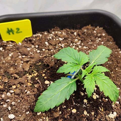 Sensi Amnesia XXL Automatic growlog timeline photo
