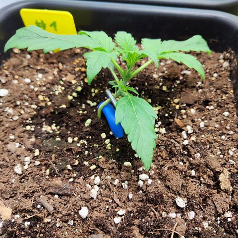 Sensi Amnesia XXL Automatic growlog timeline photo