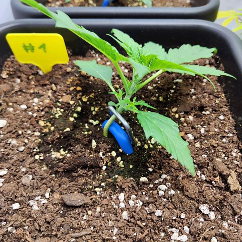 Sensi Amnesia XXL Automatic growlog timeline photo