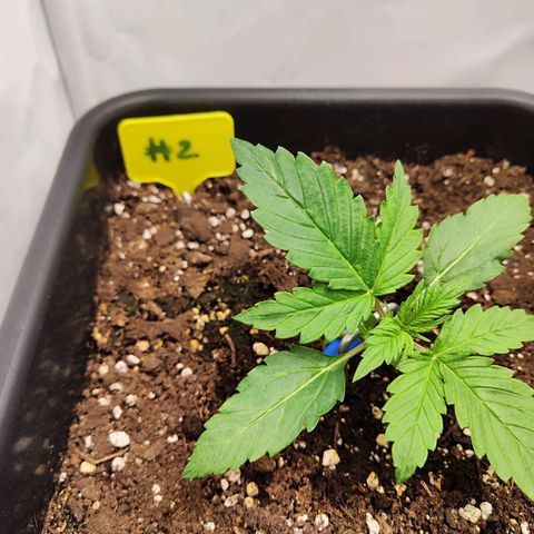 Sensi Amnesia XXL Automatic growlog timeline photo