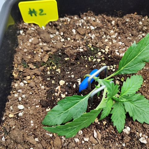 Sensi Amnesia XXL Automatic growlog timeline photo