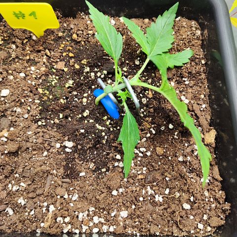 Sensi Amnesia XXL Automatic growlog timeline photo