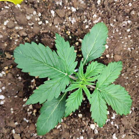 Sensi Amnesia XXL Automatic growlog timeline photo