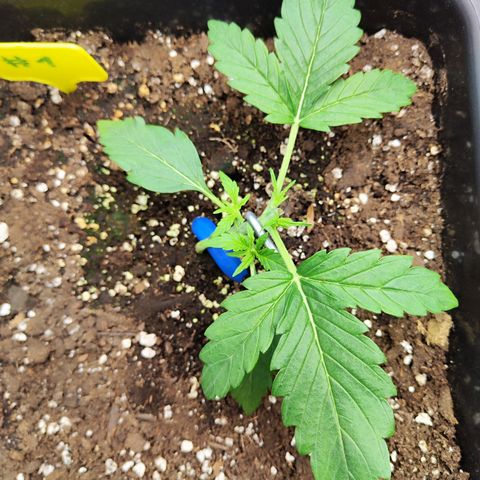 Sensi Amnesia XXL Automatic growlog timeline photo