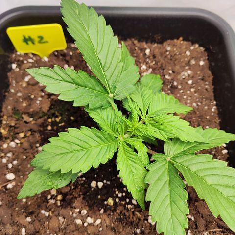 Sensi Amnesia XXL Automatic growlog timeline photo