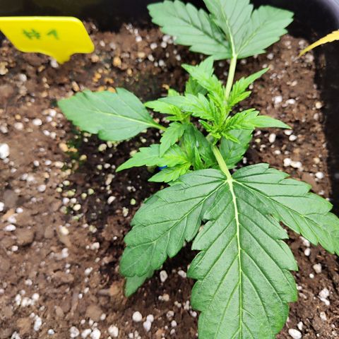 Sensi Amnesia XXL Automatic growlog timeline photo