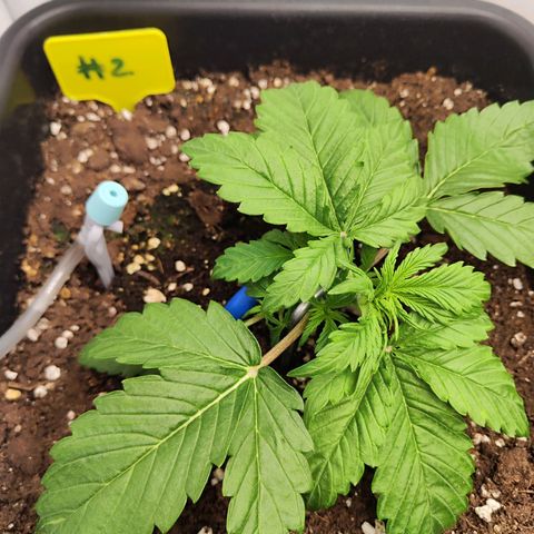 Sensi Amnesia XXL Automatic growlog timeline photo