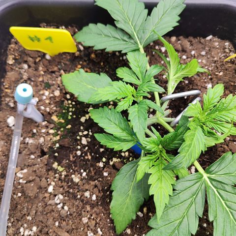 Sensi Amnesia XXL Automatic growlog timeline photo