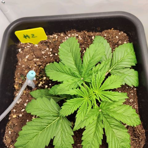 Sensi Amnesia XXL Automatic growlog timeline photo