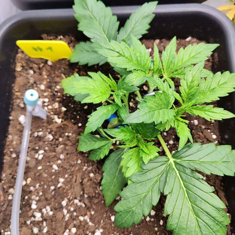 Sensi Amnesia XXL Automatic growlog timeline photo