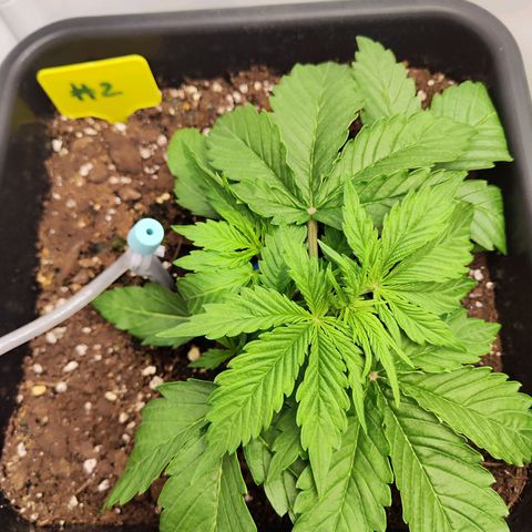 Sensi Amnesia XXL Automatic growlog timeline photo