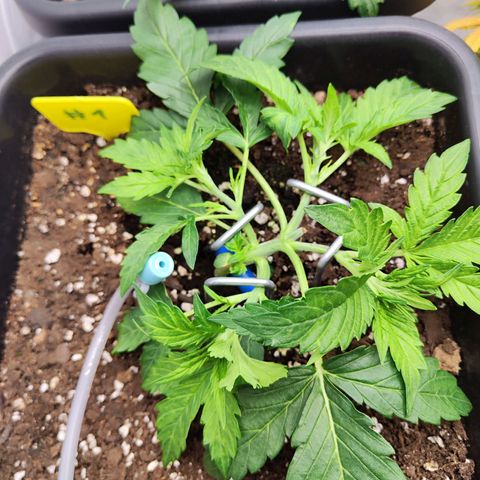 Sensi Amnesia XXL Automatic growlog timeline photo