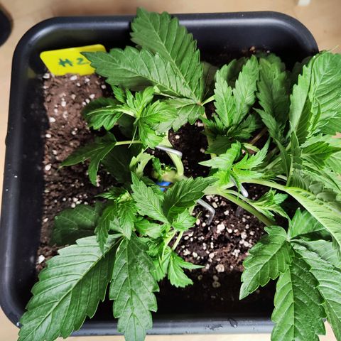 Sensi Amnesia XXL Automatic growlog photo: #2